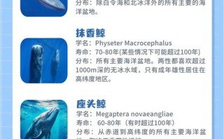 鲸鱼属于鱼类吗?为什么(鲸鱼属于鱼类吗?为什么不能吃)