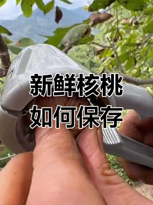 湿核桃怎么保存比较好方法-湿核桃保鲜技术-第4张图片