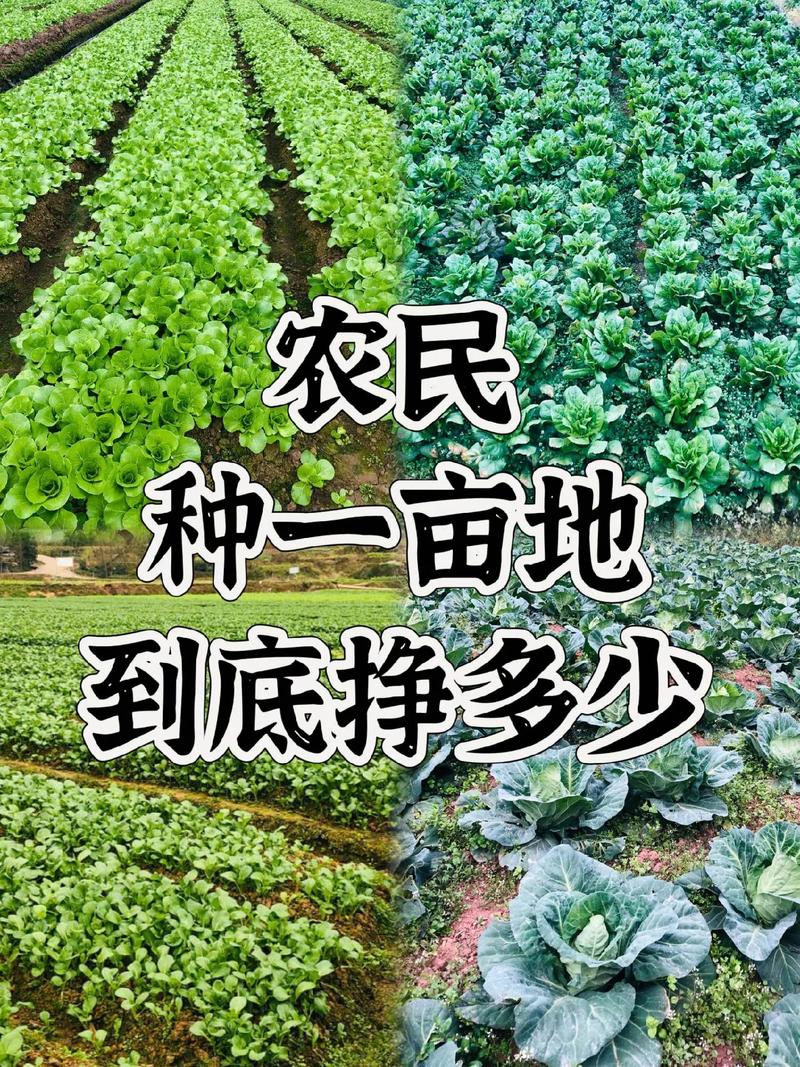 疫情对今年农业,这次疫情对农业有什么影响-第1张图片 疫情对今年农业,这次疫情对农业有什么影响-第1张图片