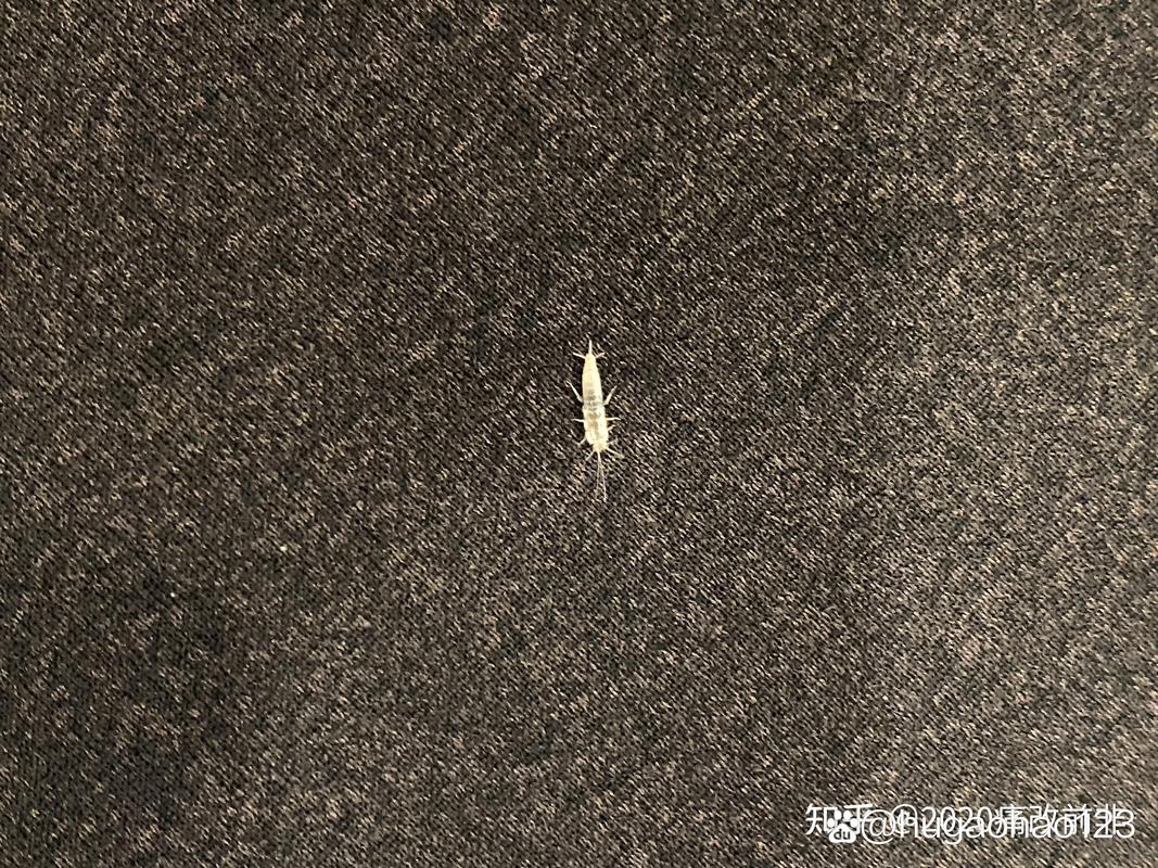床上很小的小白虫是什么虫子，床上有好小的小白虫子,是什么虫-第2张图片