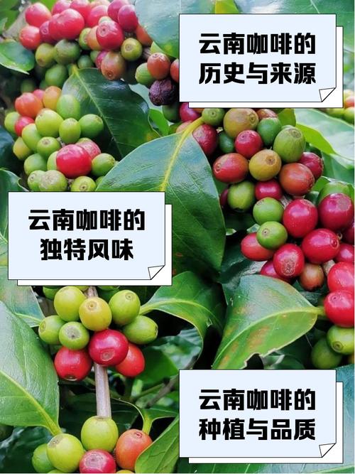 中国99%咖啡产自云南,为什么云南适合种咖啡,云南种植咖啡的区位条件-第3张图片 中国99%咖啡产自云南,为什么云南适合种咖啡,云南种植咖啡的区位条件-第3张图片