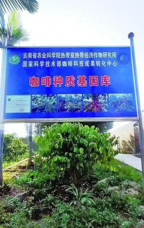 中国99%咖啡产自云南,为什么云南适合种咖啡,云南种植咖啡的区位条件-第4张图片 中国99%咖啡产自云南,为什么云南适合种咖啡,云南种植咖啡的区位条件-第4张图片