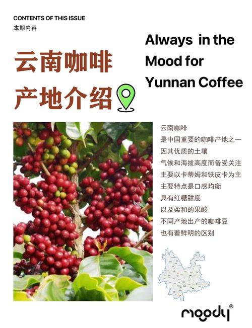 中国99%咖啡产自云南,为什么云南适合种咖啡,云南种植咖啡的区位条件-第7张图片 中国99%咖啡产自云南,为什么云南适合种咖啡,云南种植咖啡的区位条件-第7张图片