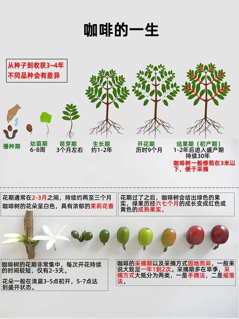 中国99%咖啡产自云南,为什么云南适合种咖啡,云南种植咖啡的区位条件-第8张图片 中国99%咖啡产自云南,为什么云南适合种咖啡,云南种植咖啡的区位条件-第8张图片