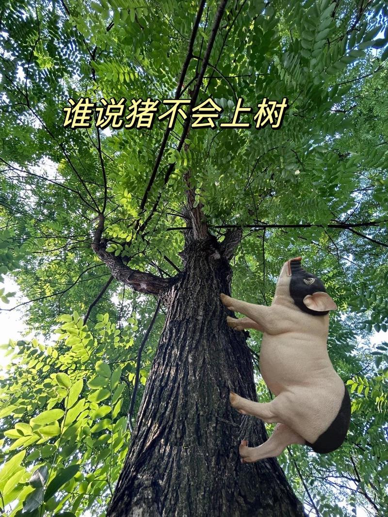 猪上树是暗示什么吗,猪上树是什么意思(猪上树是什么生肖)-第7张图片 猪上树是暗示什么吗,猪上树是什么意思(猪上树是什么生肖)-第7张图片