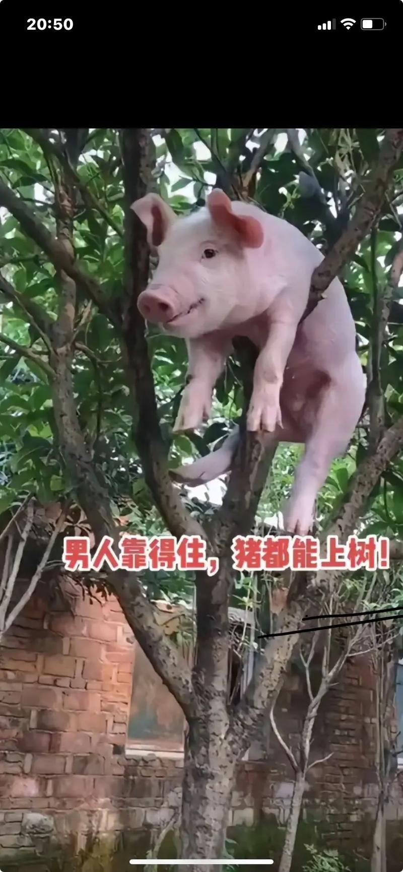 猪上树是暗示什么吗,猪上树是什么意思(猪上树是什么生肖)-第8张图片 猪上树是暗示什么吗,猪上树是什么意思(猪上树是什么生肖)-第8张图片