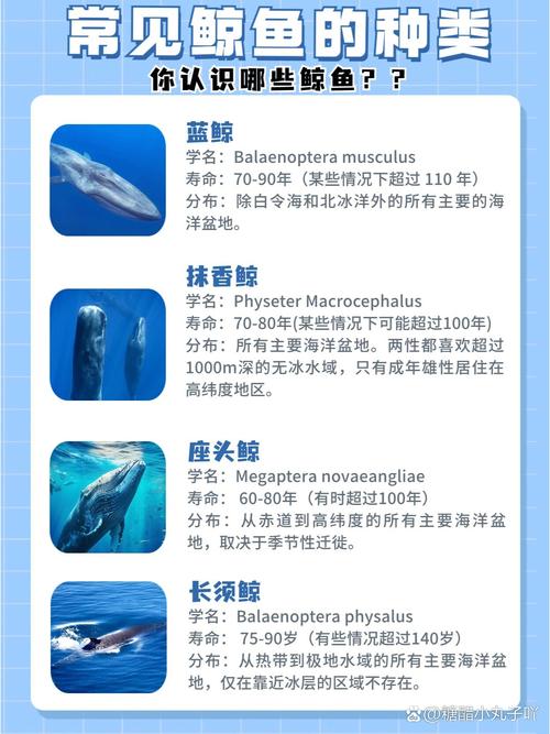 鲸鱼属于鱼类吗?为什么(鲸鱼属于鱼类吗?为什么不能吃)-第1张图片 鲸鱼属于鱼类吗?为什么(鲸鱼属于鱼类吗?为什么不能吃)-第1张图片
