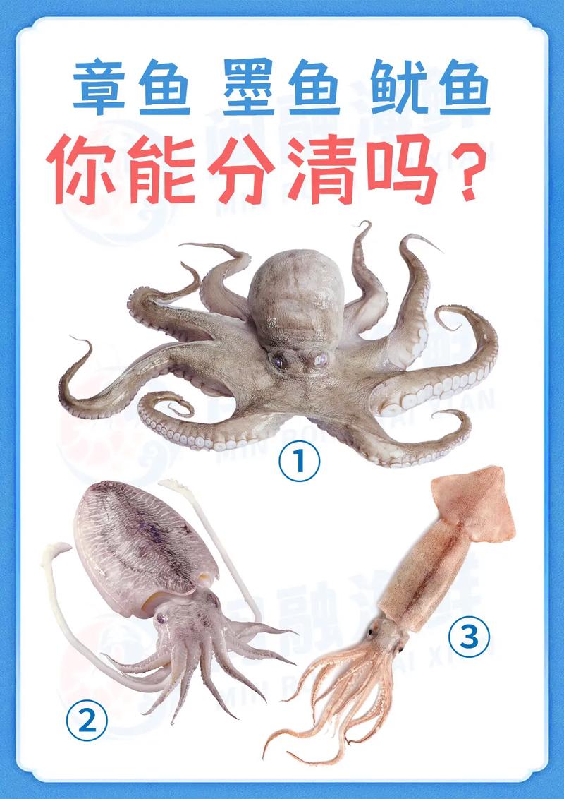 鲸鱼属于鱼类吗?为什么(鲸鱼属于鱼类吗?为什么不能吃)-第2张图片 鲸鱼属于鱼类吗?为什么(鲸鱼属于鱼类吗?为什么不能吃)-第2张图片