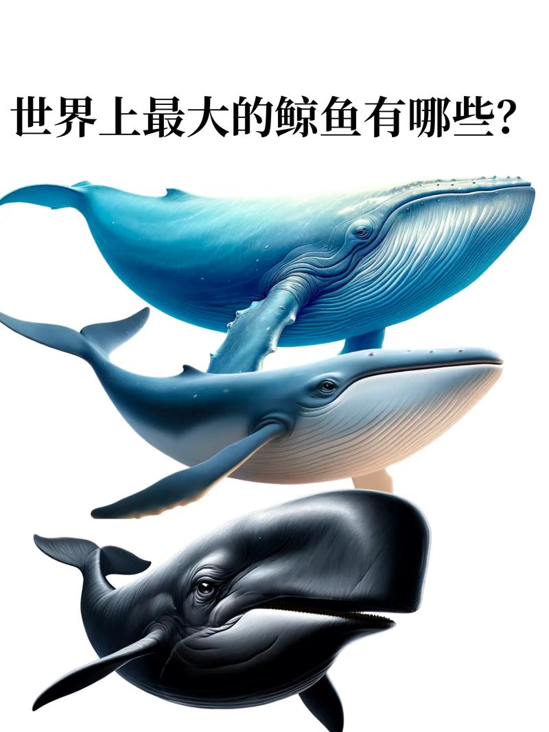 鲸鱼属于鱼类吗?为什么(鲸鱼属于鱼类吗?为什么不能吃)-第3张图片 鲸鱼属于鱼类吗?为什么(鲸鱼属于鱼类吗?为什么不能吃)-第3张图片