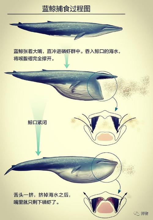 鲸鱼属于鱼类吗?为什么(鲸鱼属于鱼类吗?为什么不能吃)-第6张图片 鲸鱼属于鱼类吗?为什么(鲸鱼属于鱼类吗?为什么不能吃)-第6张图片